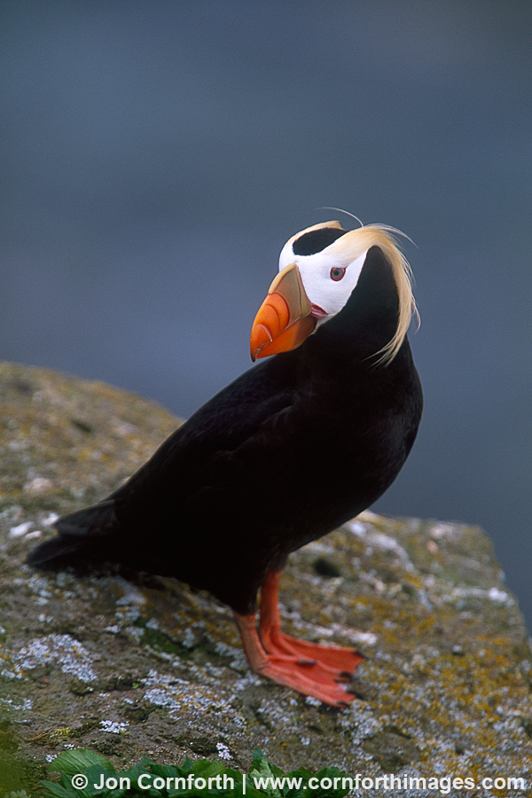 Tufted Puffin 8