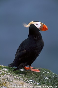 Tufted Puffin 9