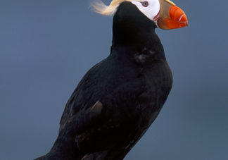 Tufted Puffin 9