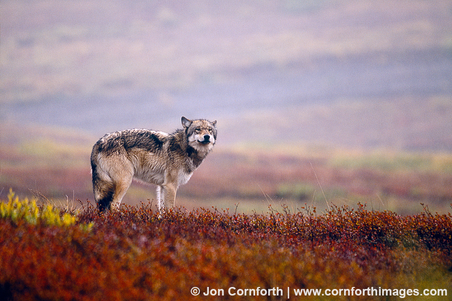 Wolf 2 Photo, Picture, Print | Cornforth Images