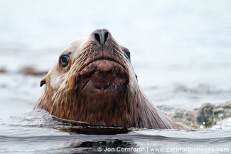 Yasha Island Sea Lions 10