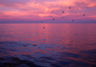 Guadalupe Seagulls Sunset