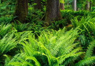 Hoh Rainforest Fern