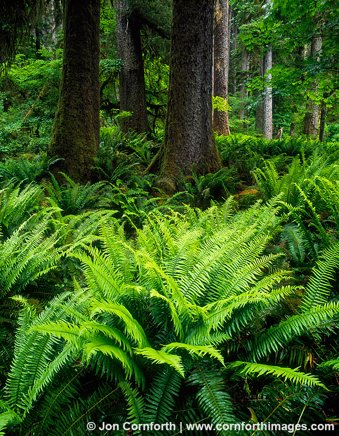 Hoh Rainforest Fern