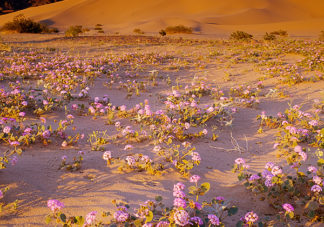 Ibex Dunes Sand Verbena Sunset 1