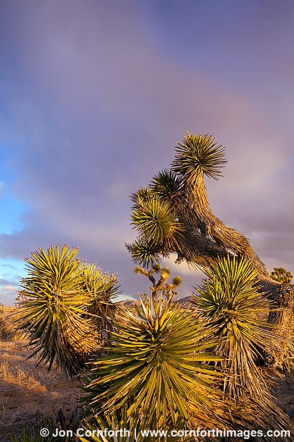 Joshua Tree Sunrise 4