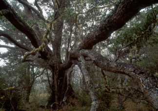 Koa Tree Mist