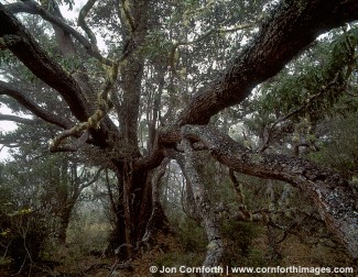 Koa Tree Mist