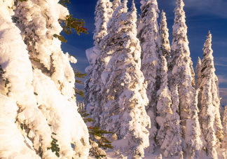Mazama Ridge Ice Trees 1