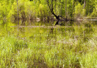 Merced River Grass 2