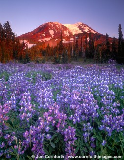 Mt Adams Wildflowers 2