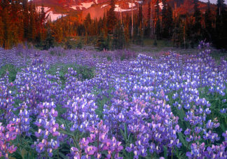 Mt Adams Wildflowers 2