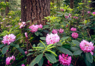Mt Walker Rhododendron