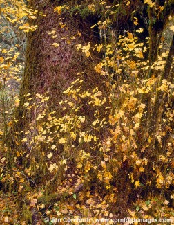 Red Cedar Fall Colors 2