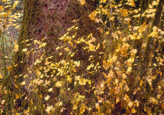 Red Cedar Fall Colors 2