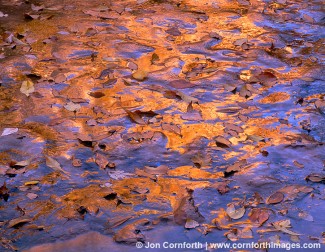 Virgin River Mud Reflection