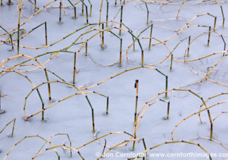 Washington Pass Frozen Reeds