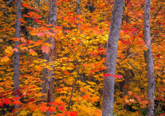 Wenatchee Fall Colors 1