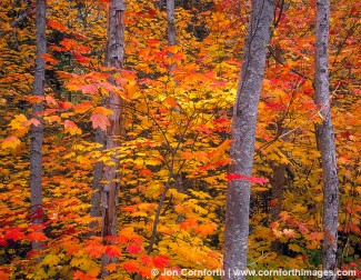 Wenatchee Fall Colors 1