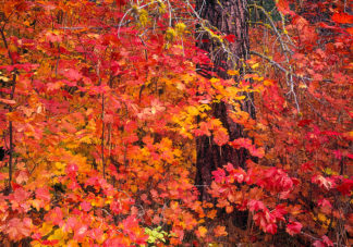 Wenatchee Fall Colors 5