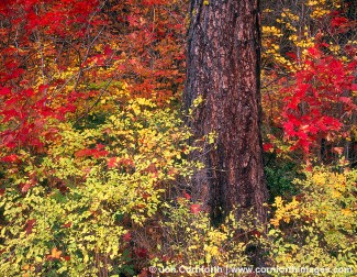 Wenatchee Fall Colors 6
