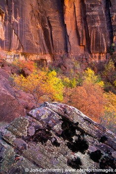 Zion Cliff & Fall Colors