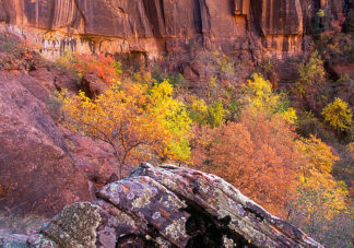 Zion Cliff & Fall Colors