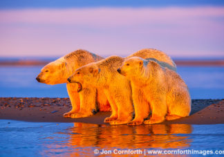 Barter Island Polar Bears 100