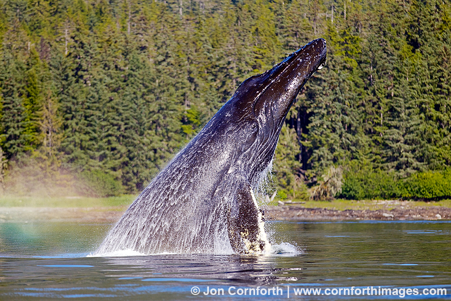 Humpback Whale Breach 200