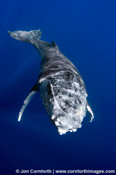 Vava'u Humpback Whale Calf 3