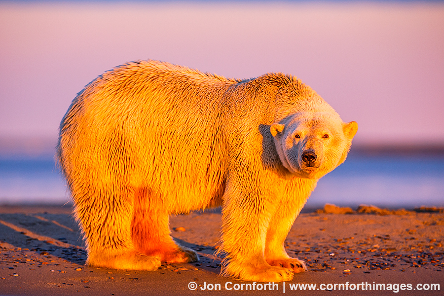 Barter Island Polar Bears 101