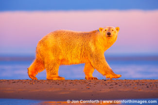 Barter Island Polar Bears 103