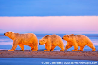 Barter Island Polar Bears 104
