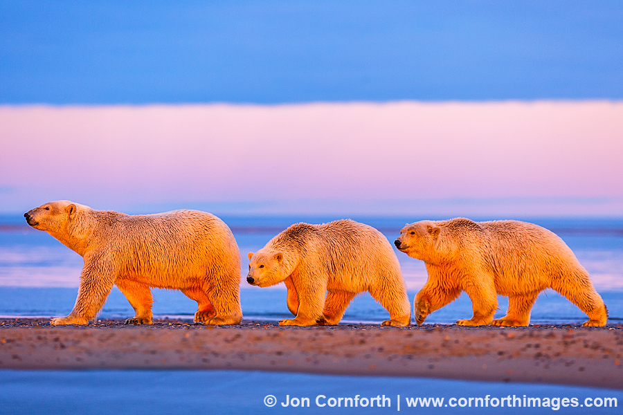 Barter Island Polar Bears 104