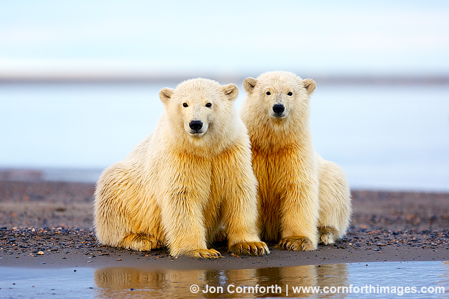 Barter Island Polar Bears 105