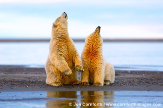 Barter Island Polar Bears 106