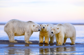 Barter Island Polar Bears 108