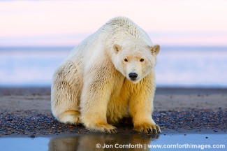 Barter Island Polar Bears 111