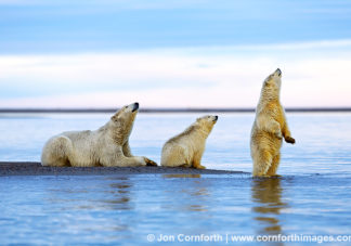 Barter Island Polar Bears 112