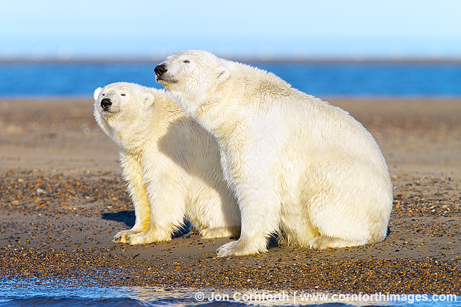 Barter Island Polar Bears 115