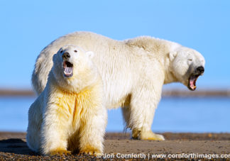 Barter Island Polar Bears 116