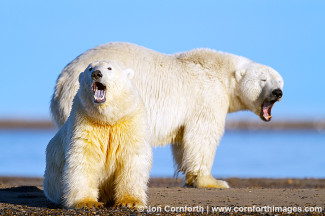 Barter Island Polar Bears 116