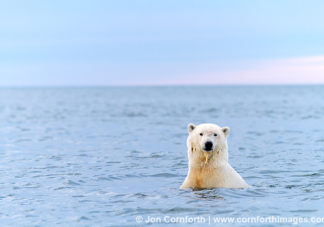 Barter Island Polar Bears 117