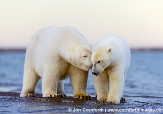 Barter Island Polar Bears 118