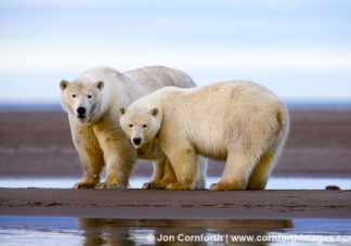 Barter Island Polar Bears 119
