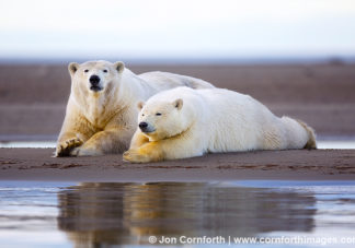Barter Island Polar Bears 120