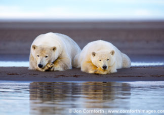 Barter Island Polar Bears 122