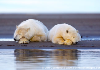 Barter Island Polar Bears 123