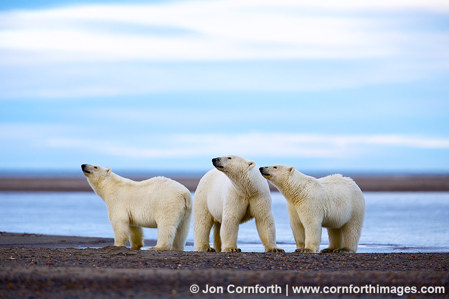 Barter Island Polar Bears 124
