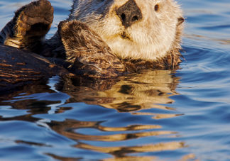 California Sea Otter 47